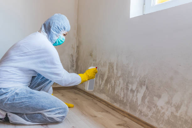 Licensed Mold Testing service in Williston Park, NY - WQB Mold Removal